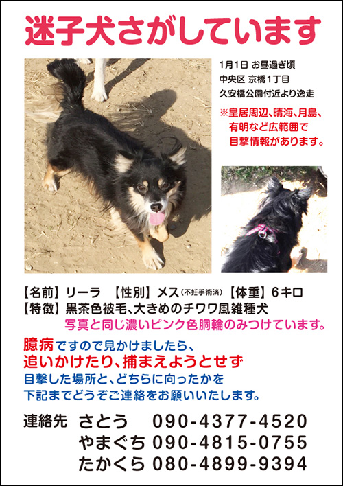 迷子犬情報（黒色茶色被毛のチワワ風雑種犬）