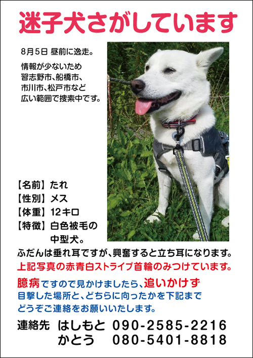 迷子犬情報（白色被毛の中型犬）